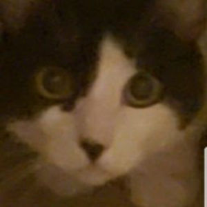 Meet your Posher, Jude